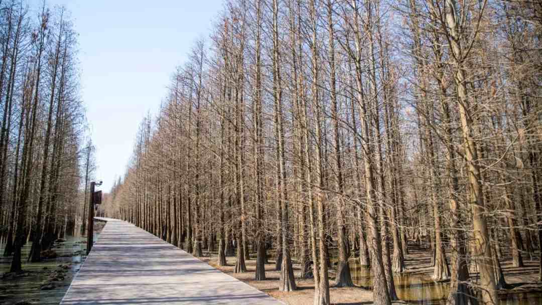 上海西沙湿地公园|西沙湿地开园啦！