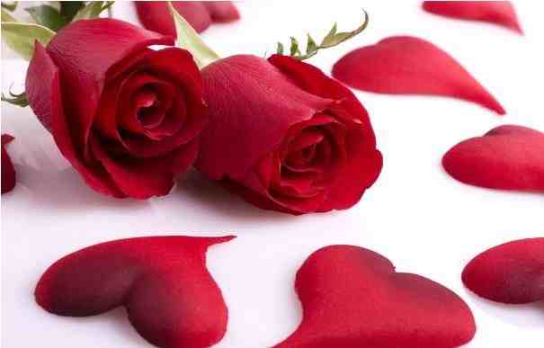玫瑰代表什么意思|你知道玫瑰的花语吗？