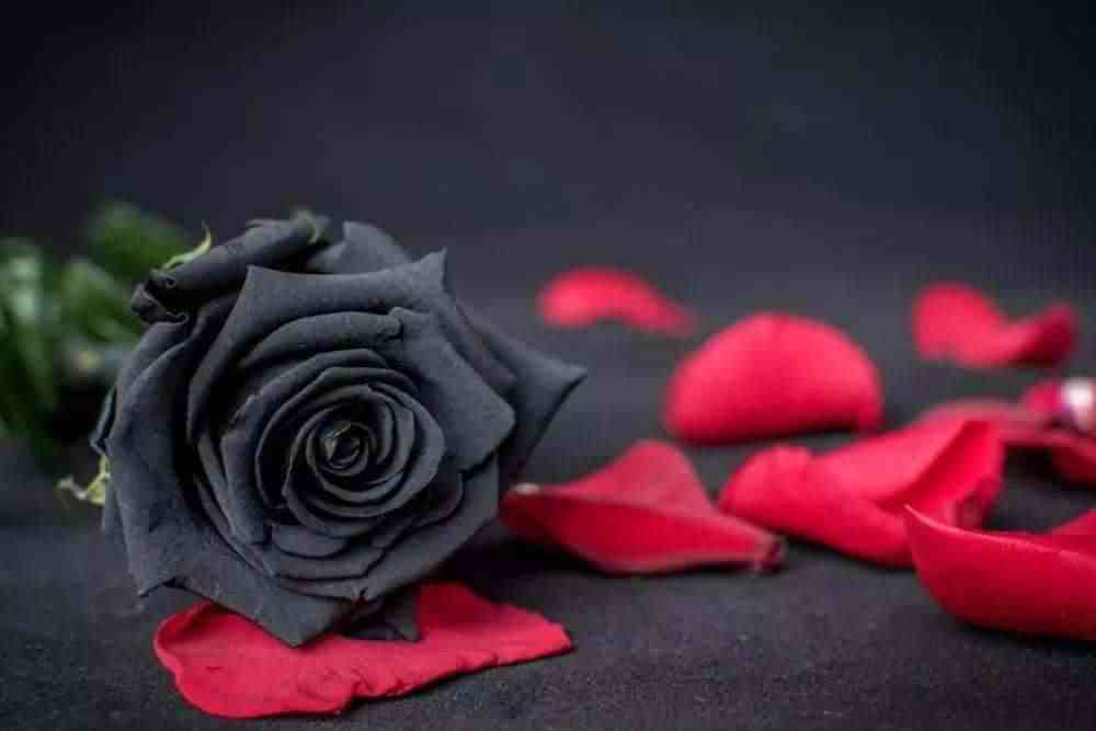 玫瑰代表什么意思|你知道玫瑰的花语吗？