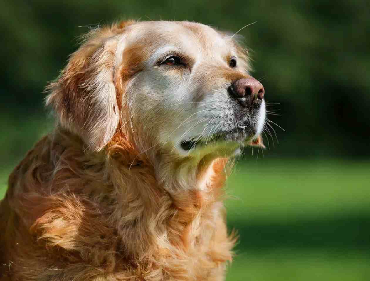 狗狗的寿命有多长？有这5个表现的狗，说明已经变老了