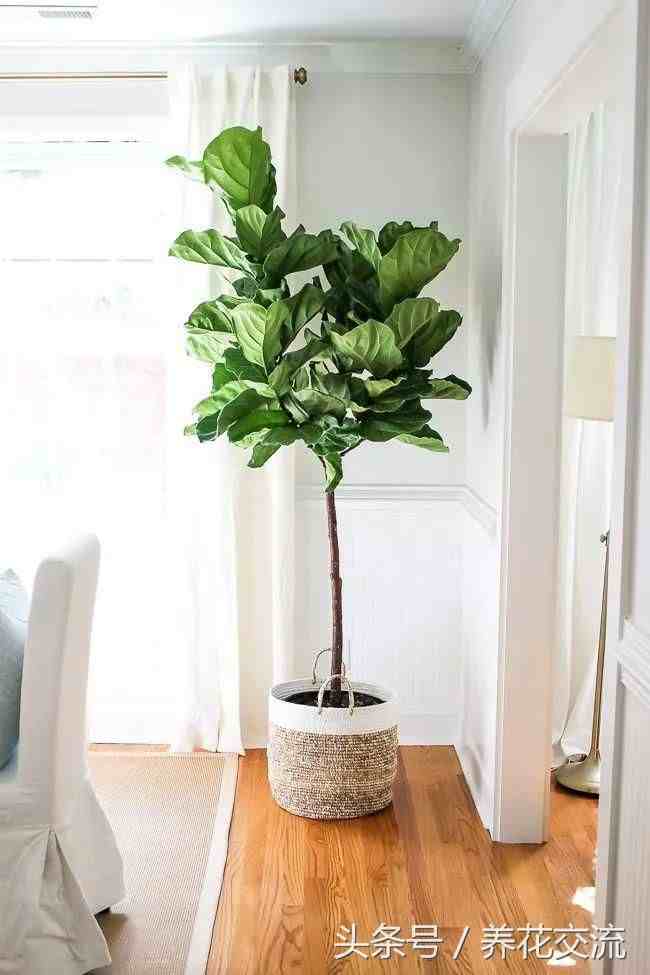 这10种大型盆栽绿植养在客厅，看起来大气又适合新手养护