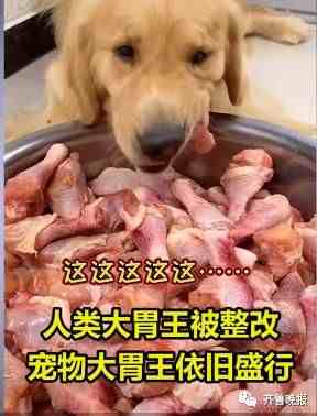 宠物博主让狗当大胃王，一次吃100种零食！网友：为了卖货不择手段