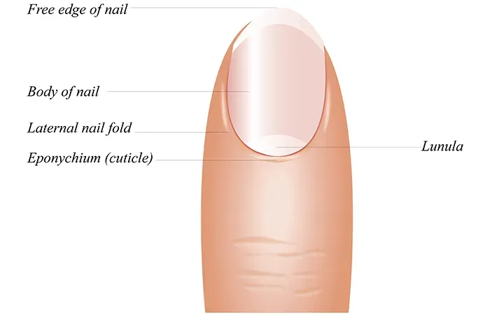 指甲上的月牙代表什么？