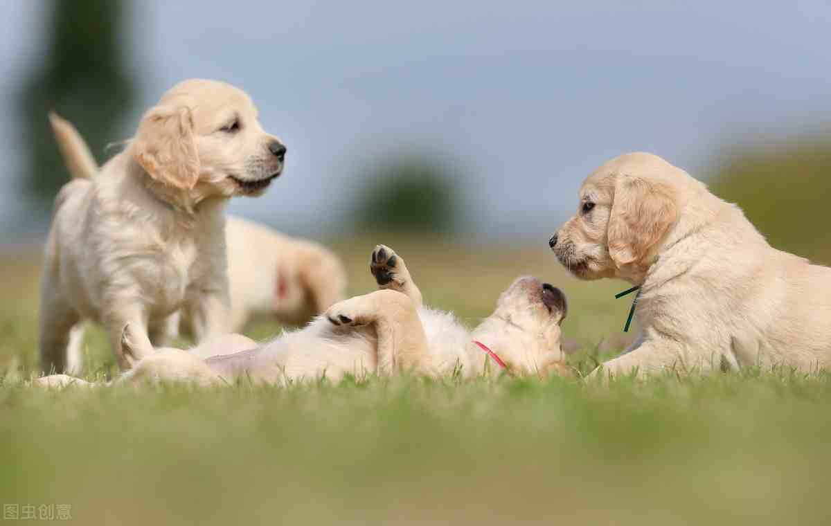 金毛犬的价格是|养金毛犬一个月要花多少钱？