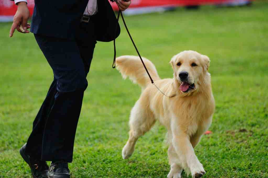 金毛犬的价格是|养金毛犬一个月要花多少钱？