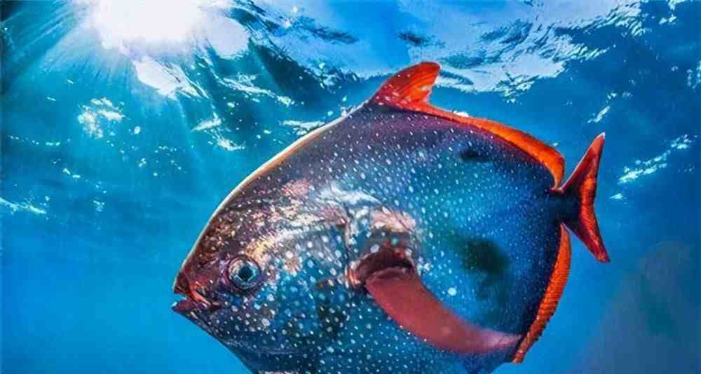 世界上唯一的温血鱼，它们拥有最美丽的名字——月亮鱼