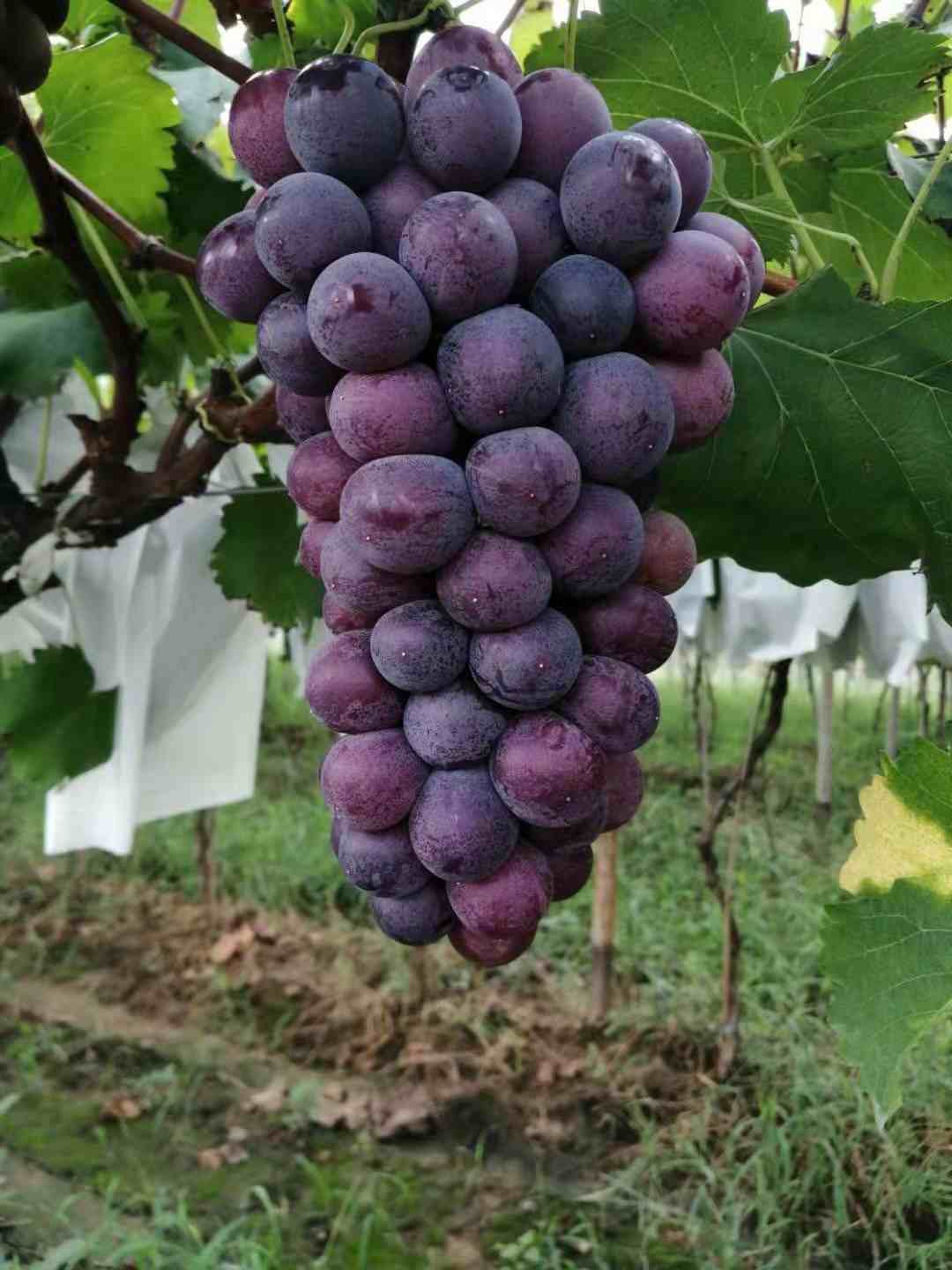 史上最全的葡萄新品种介绍，收藏起来