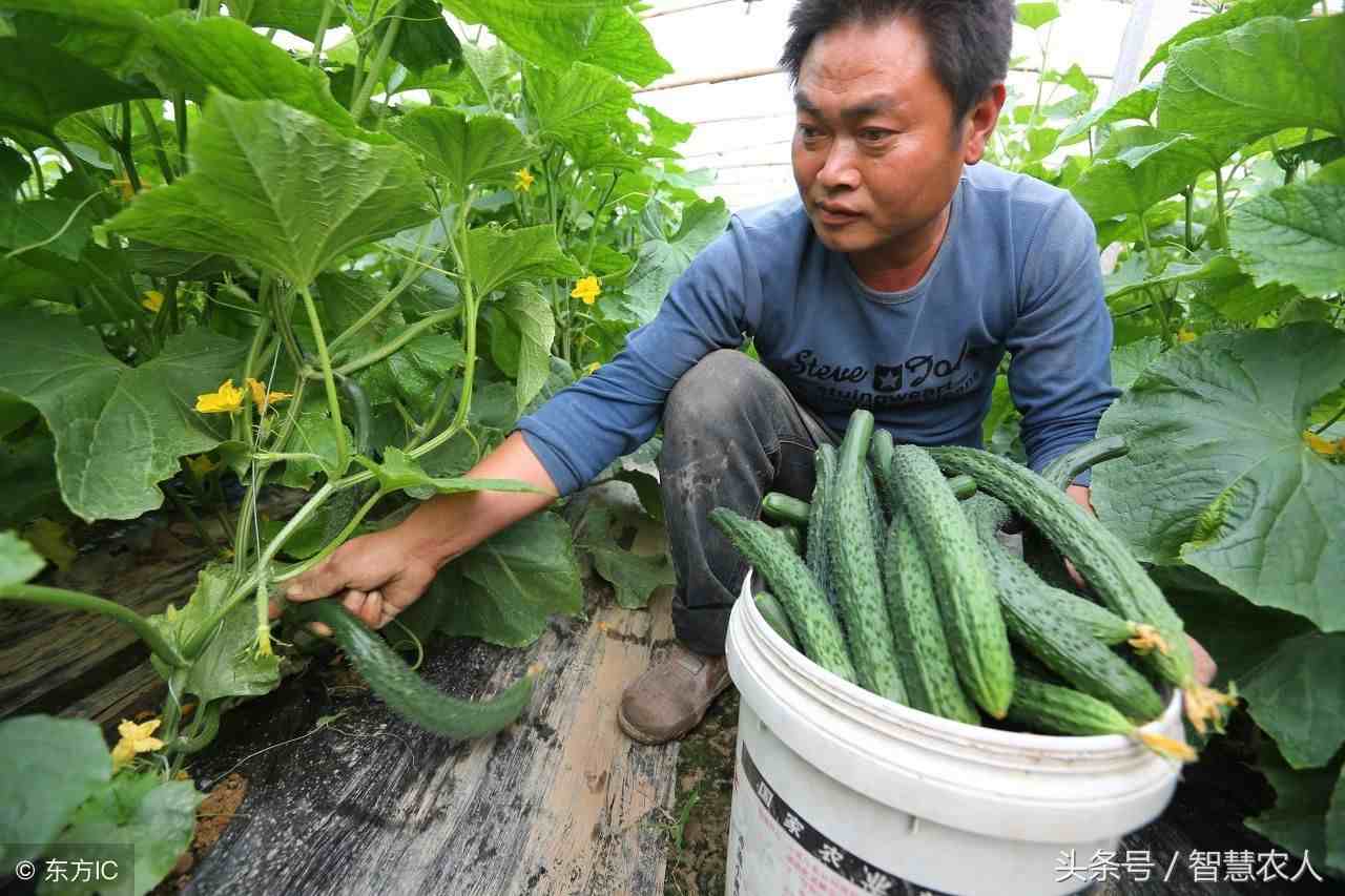 避孕药黄瓜|传言带花黄瓜是喷施了避孕药