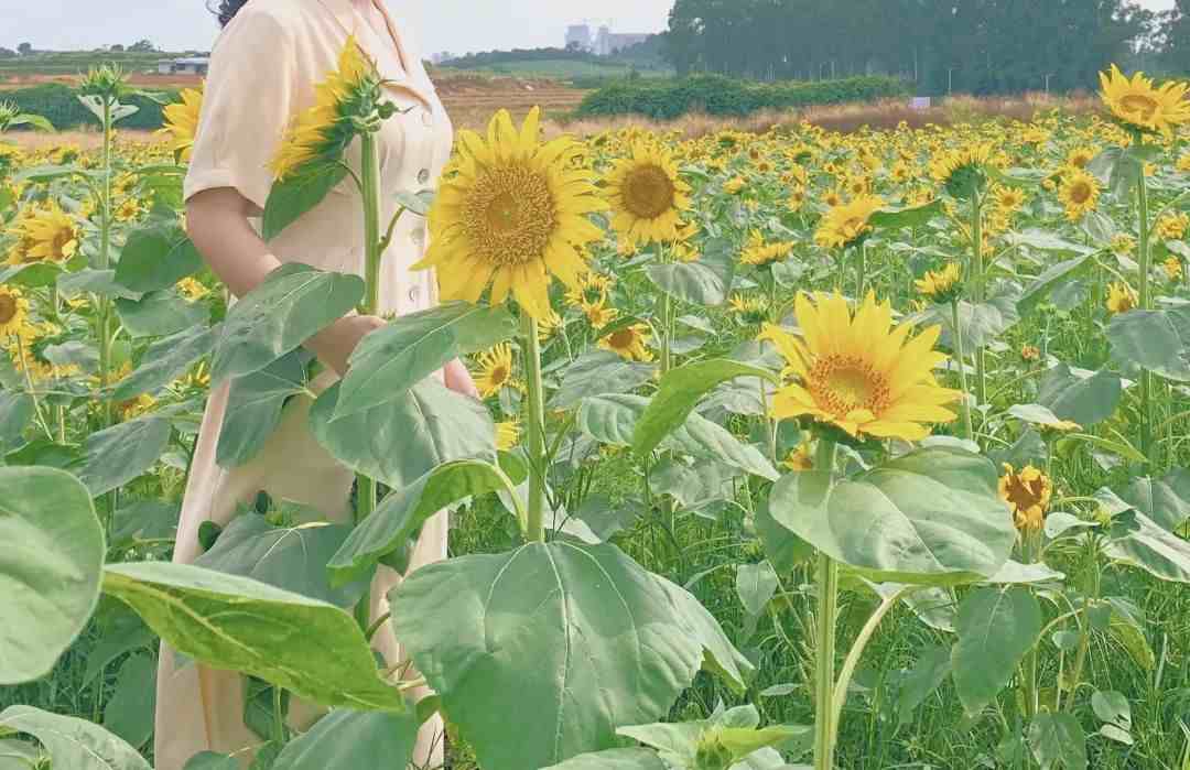 光明农场好玩吗|深圳光明农场和欢乐田园一日游攻略