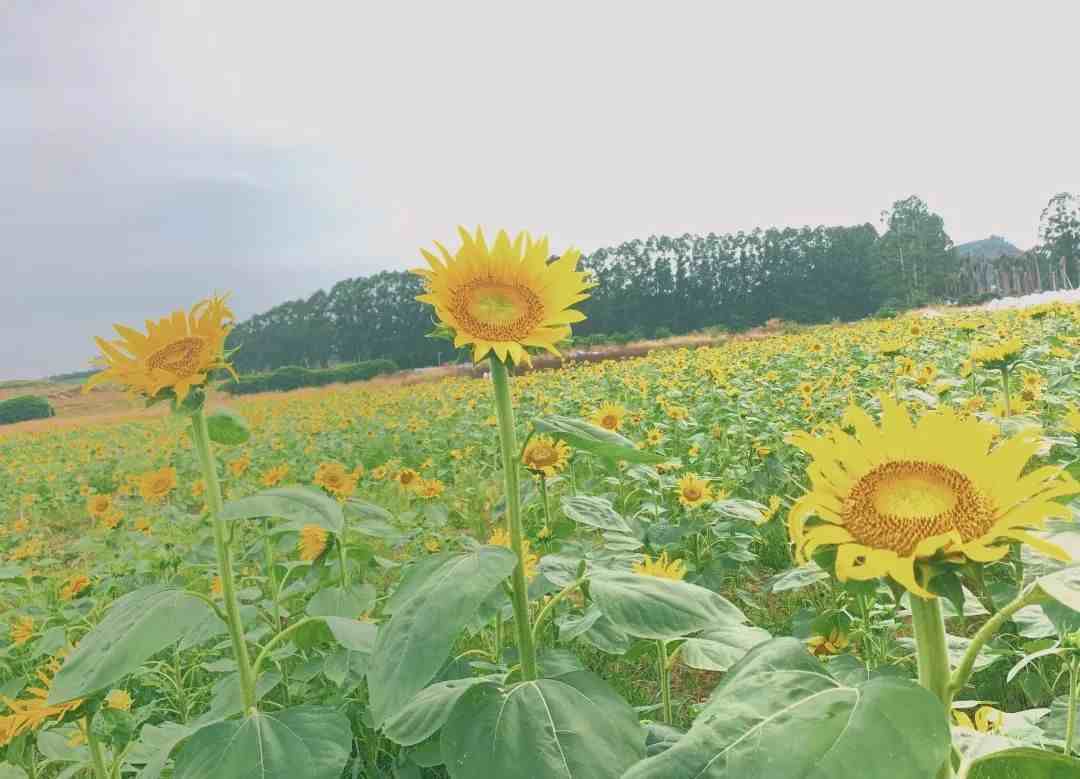 光明农场好玩吗|深圳光明农场和欢乐田园一日游攻略