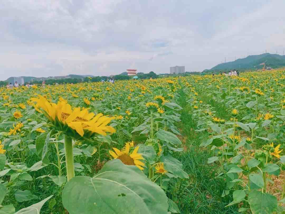 光明农场好玩吗|深圳光明农场和欢乐田园一日游攻略