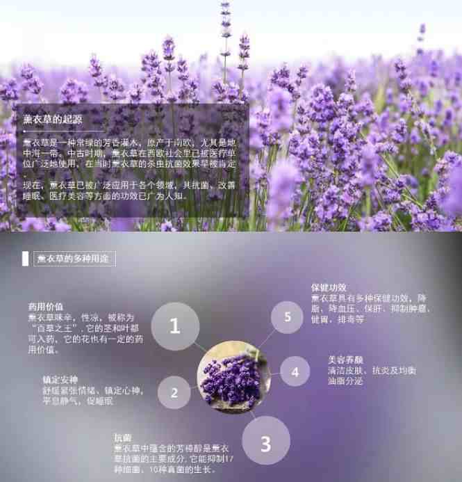 薰衣草精油怎么用 薰衣草精油附六种正确的使用方法