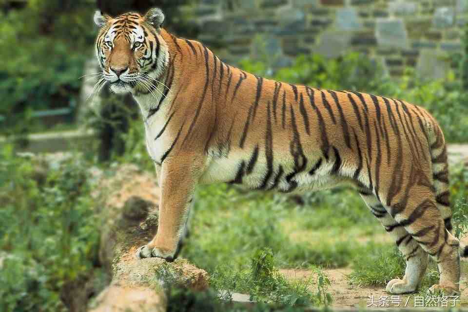什么虎体型最大|世界上现存的5种老虎