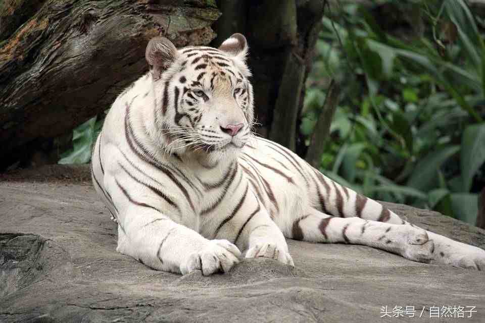 什么虎体型最大|世界上现存的5种老虎