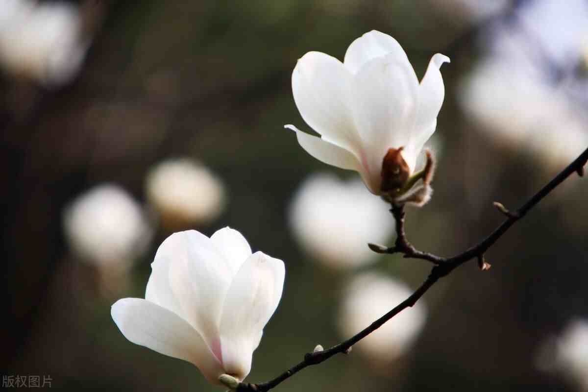 花开瞬间|26种花卉开放的瞬间