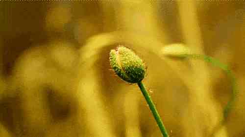 花开瞬间|26种花卉开放的瞬间