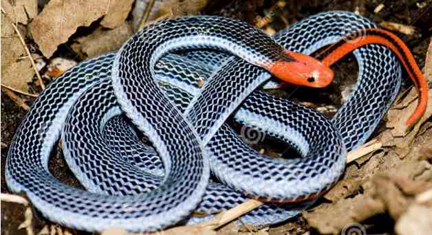银环蛇的毒性|银环蛇毒性有多强？