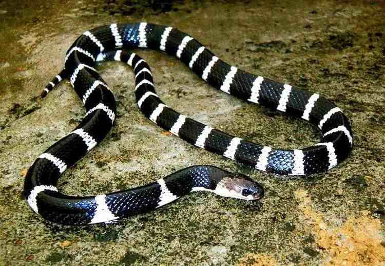 银环蛇的毒性|银环蛇毒性有多强？