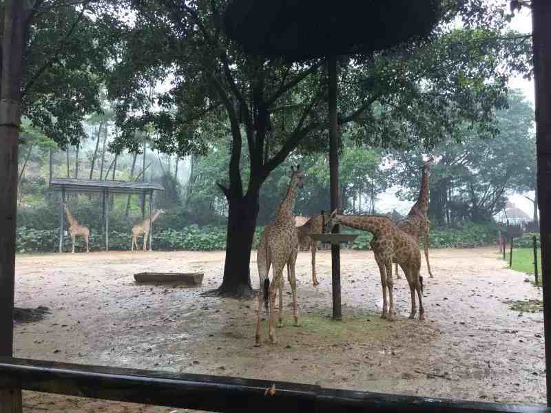 香江野生动物园攻略|广州番禺长隆野生动物园