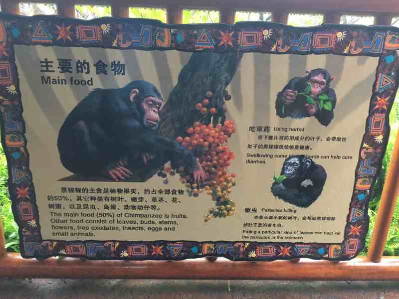 香江野生动物园攻略|广州番禺长隆野生动物园
