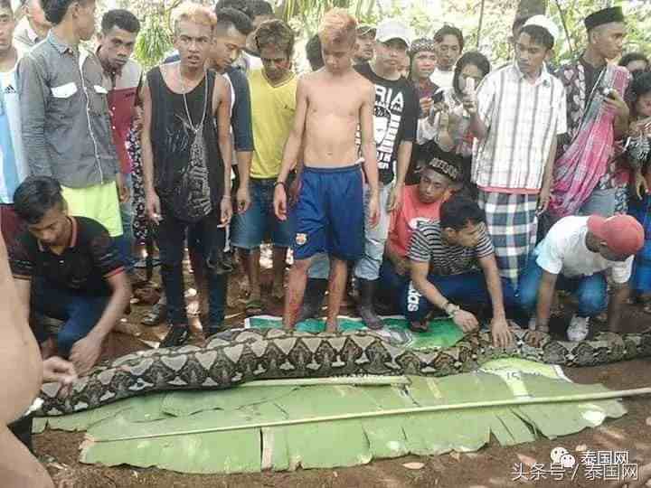 印尼女子夜间外出被巨蟒生吞 村民剖开蛇腹找到全尸