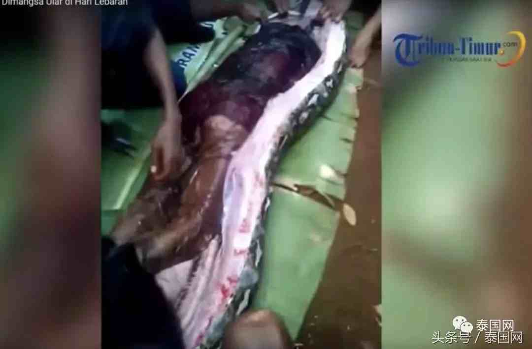 印尼女子夜间外出被巨蟒生吞 村民剖开蛇腹找到全尸