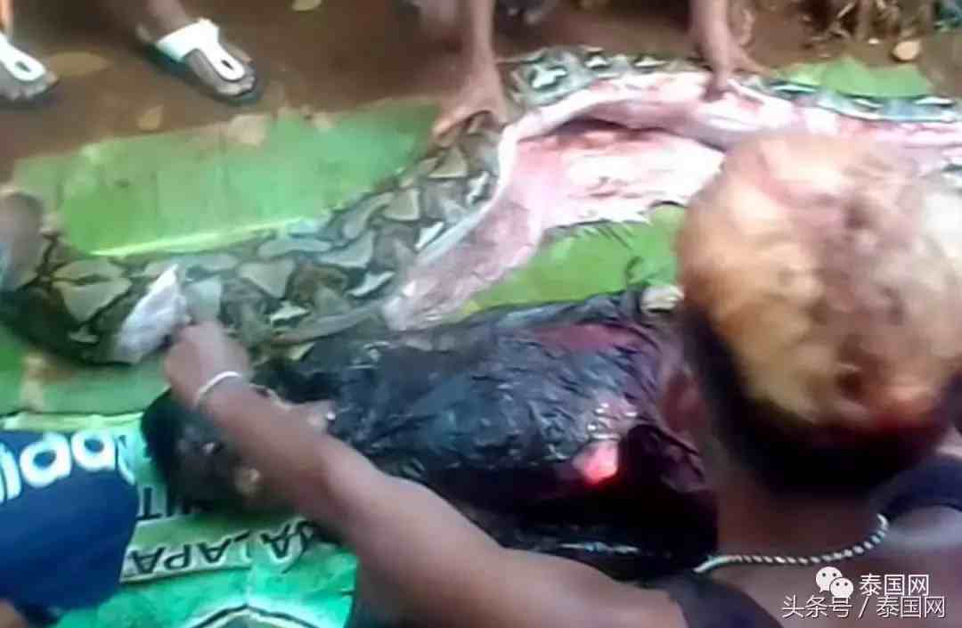 蟒蛇活吞美女|印尼女子夜间外出被巨蟒生吞