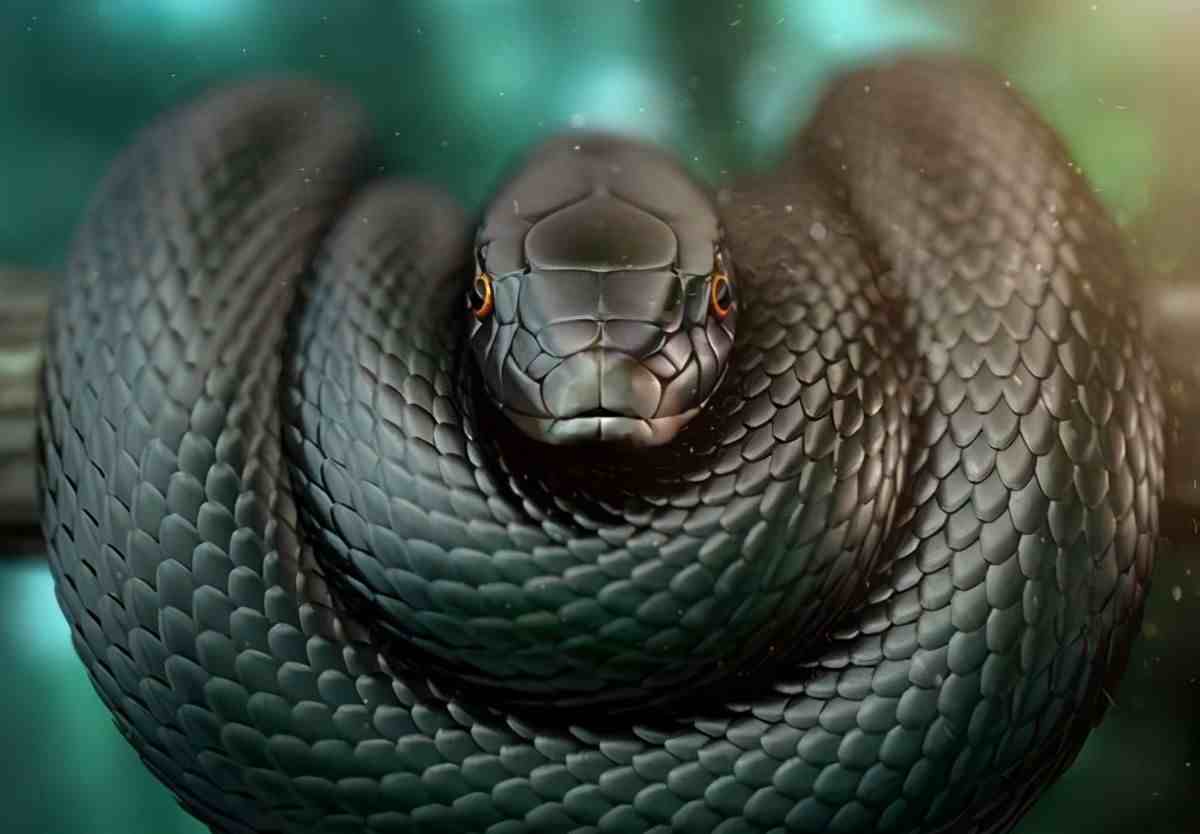 眼镜王蛇决斗黑曼巴蛇，哪个是蛇中之王呢？