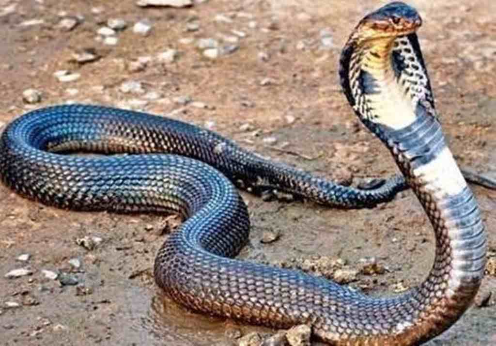 眼镜王蛇决斗黑曼巴蛇，哪个是蛇中之王呢？
