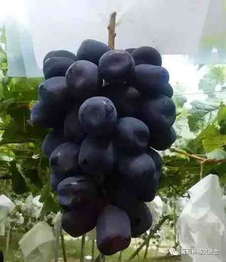 葡萄新品种|这3个葡萄新品种，有望超越阳光玫瑰