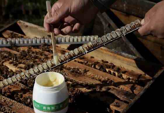 吃蜂王浆的正确方法？蜂王浆什么时间吃最好？