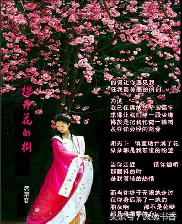 席慕蓉最经典最美的短诗——《一棵开花的树》经典赏析