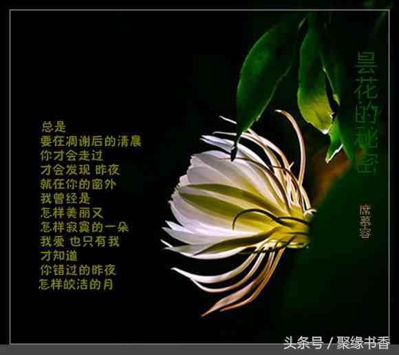 席慕蓉最经典最美的短诗——《一棵开花的树》经典赏析