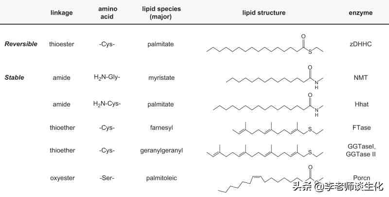 蛋白修饰|蛋白质的脂化修饰