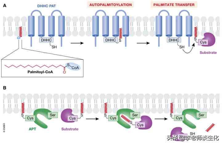 蛋白修饰|蛋白质的脂化修饰