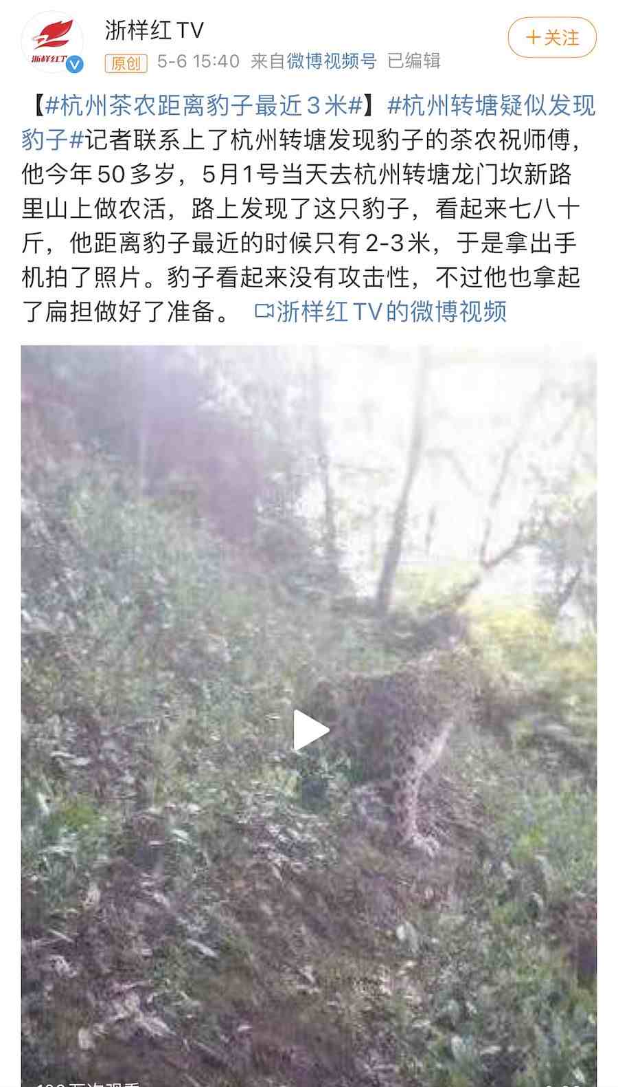 杭州金钱豹外逃24天，三只豹子的命运背后，隐藏哪些问题？