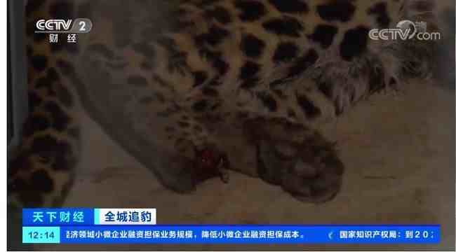 杭州金钱豹外逃24天，三只豹子的命运背后，隐藏哪些问题？