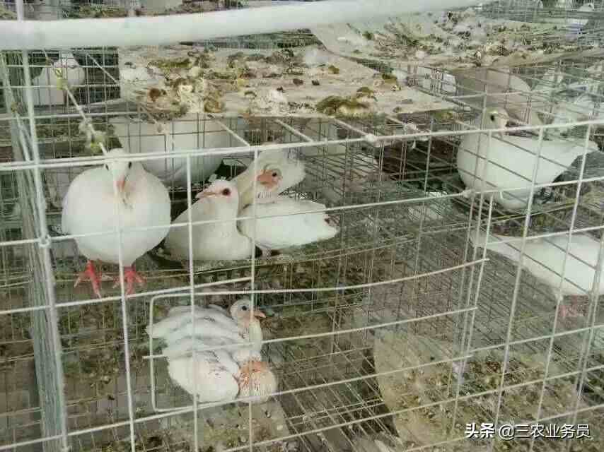 农村养殖肉鸽，人工哺育幼鸽鸽乳制作方法