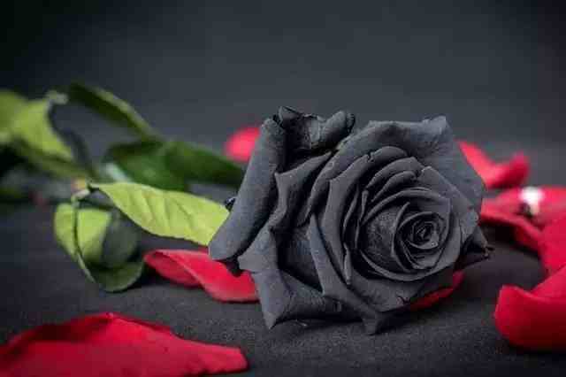 情人节的玫瑰不能随便送，你应该知道的玫瑰花语