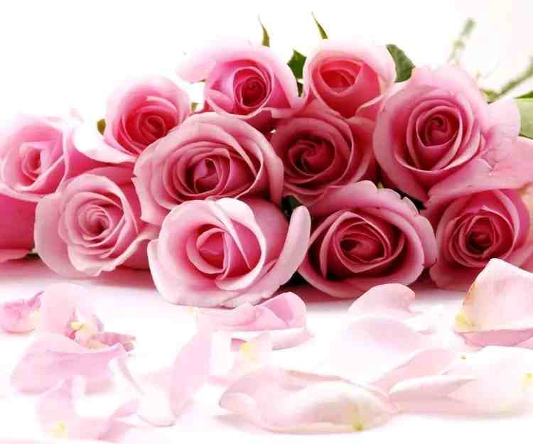 王妃之名命名的玫瑰——戴安娜，美的不可方物。