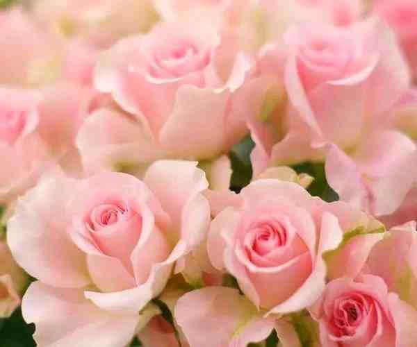 王妃之名命名的玫瑰——戴安娜，美的不可方物。