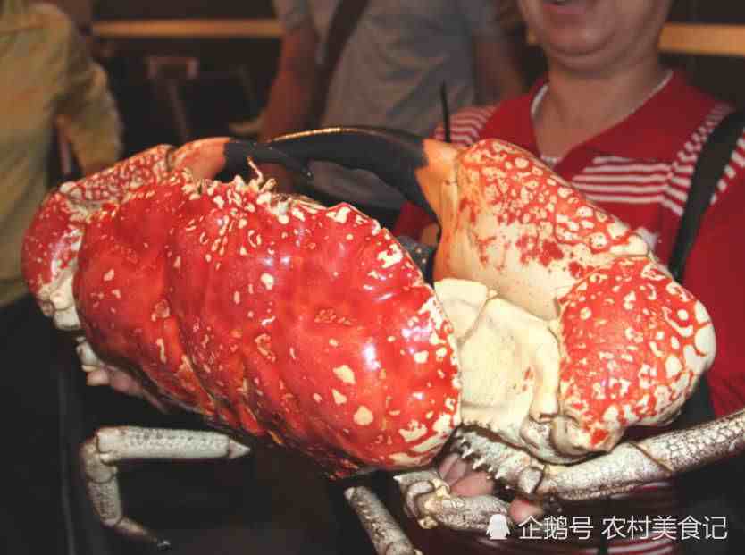 见识下世界上最大的螃蟹，重量可达30公斤，光蟹钳就够我吃饱了