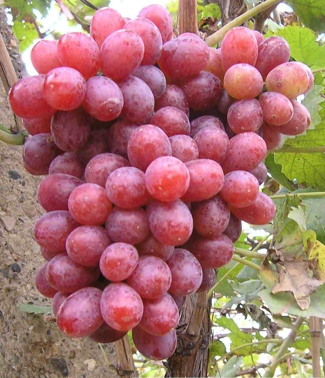 红乳葡萄|如何种植红乳葡萄