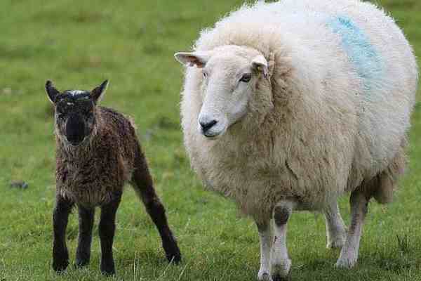母绵羊有没有角？绵羊的品种有哪些？