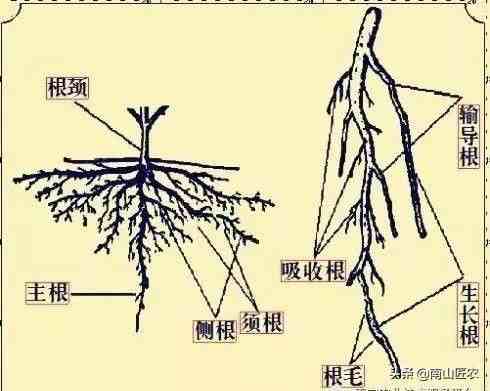 植物的根|实用植物生理学之植物根系