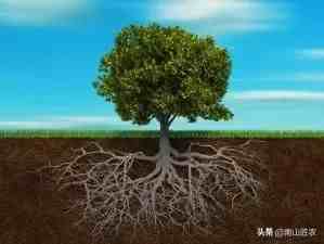 植物的根|实用植物生理学之植物根系