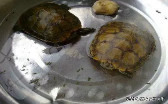 乌龟不吃食怎么办|乌龟不吃东西能活多久？