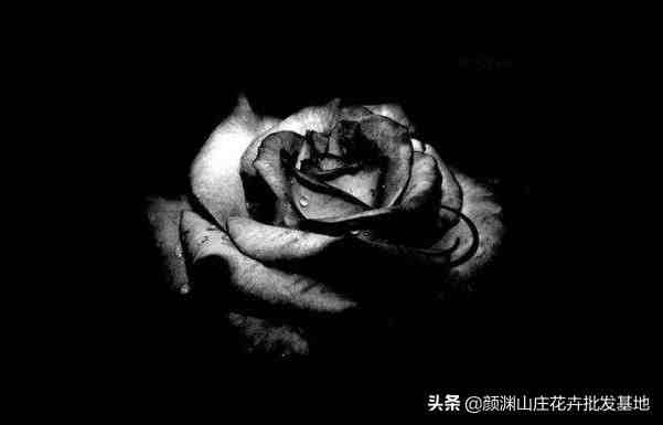 黑玫瑰的花语是什么,温柔真心送给你