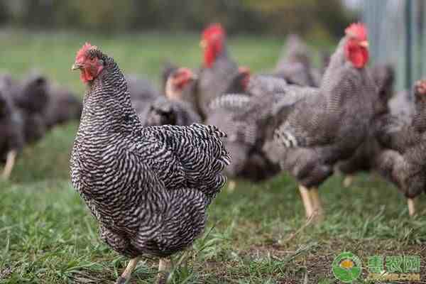 2020年芦花鸡价格多少钱一斤？养100只芦花鸡需要多少成本？