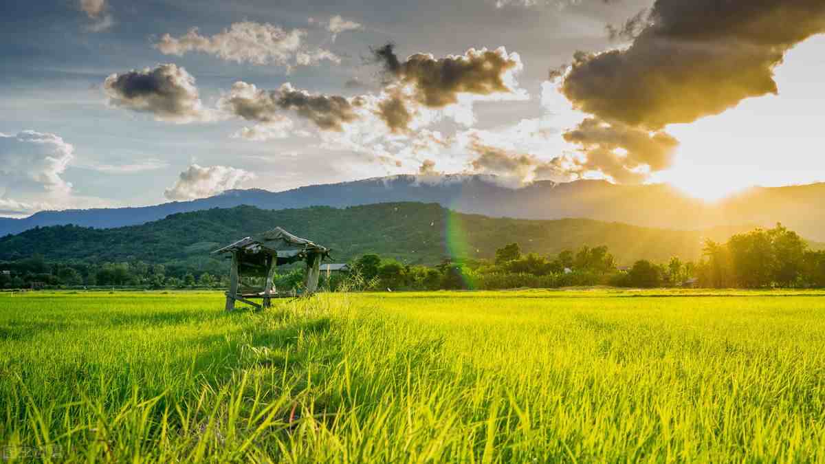 大米生虫子怎么办|大米生了虫怎么办？教你一招